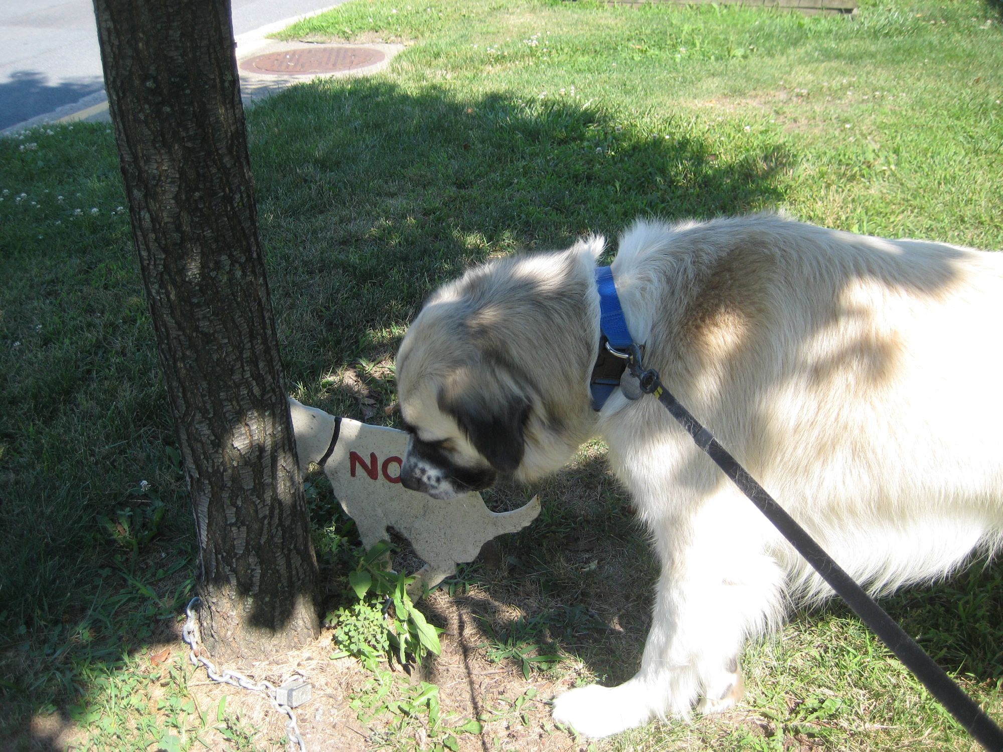 Dog Sniffing Poop
