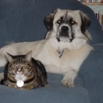 Herman and Strips pose distinctively on sofa