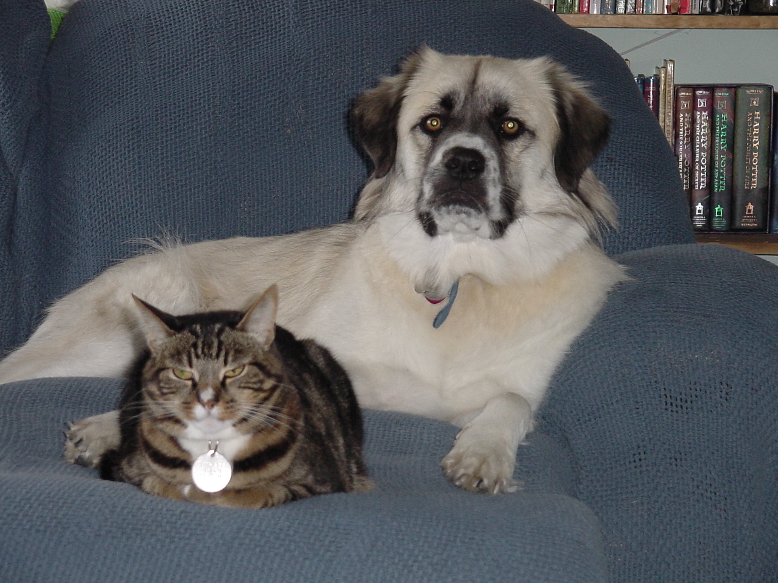 Herman and Strips pose distinctively on sofa
