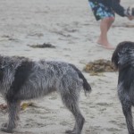BIll and Claire (wirehaired pointer griffon)