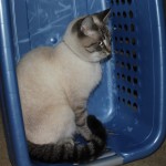 Aqua in the laundry basket