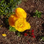 Yellow flowers, 2011 March, Huntington Beach CA