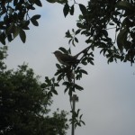 Bird in tree, Austin TX 2012 May