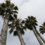 Palm Trees, 2010 August, Sunset Beach CA