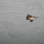 Hummingbird flying under our walkway (downstairs)