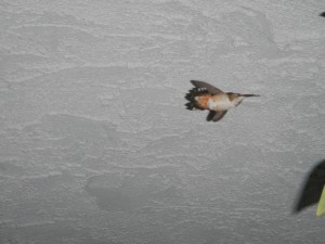 Hummingbird flying under our walkway (downstairs)
