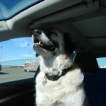 Herman on the way to Dog Beach