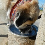 Herman drinking water
