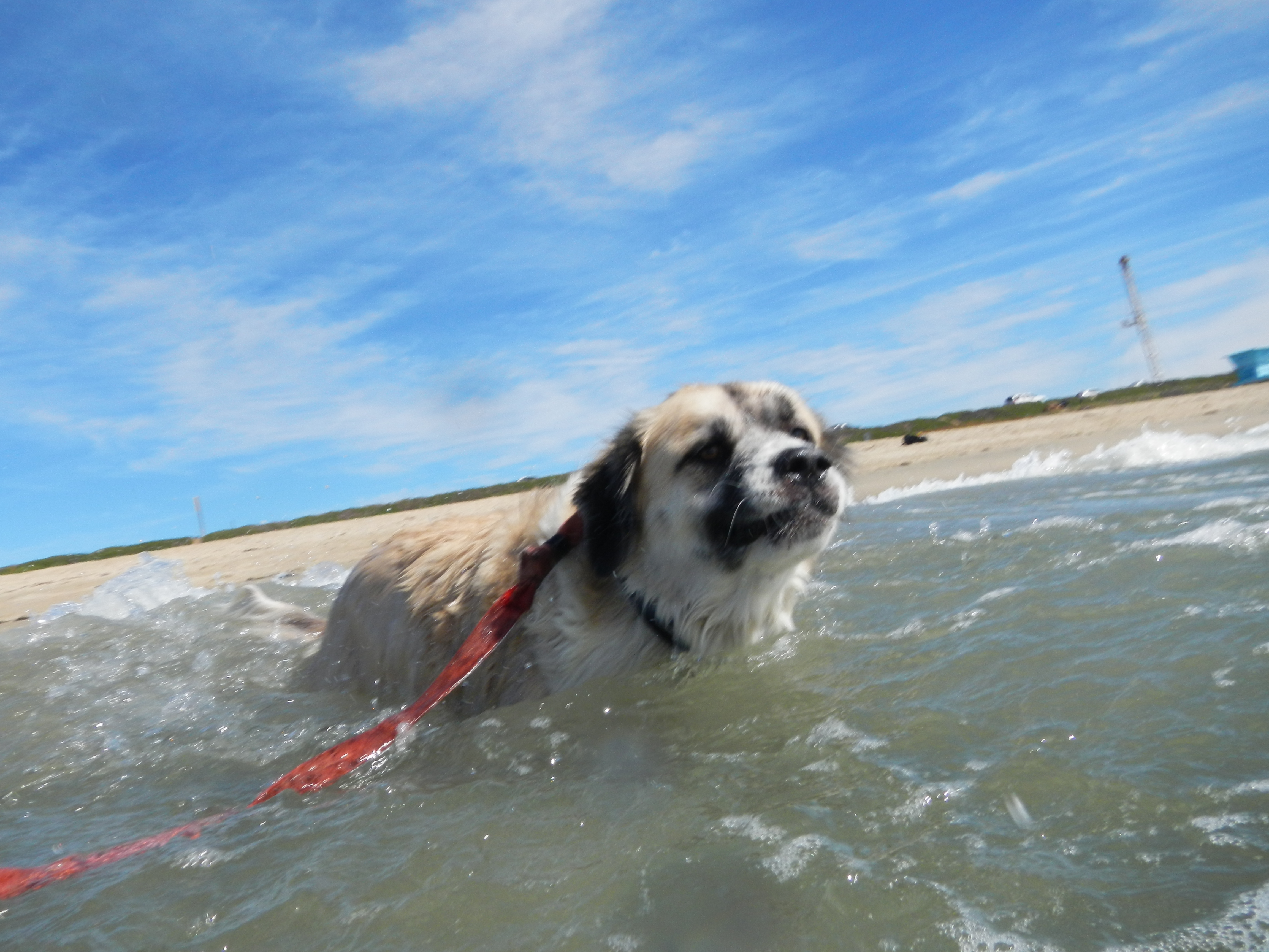 Herman cooling off in the Pacific Ocean