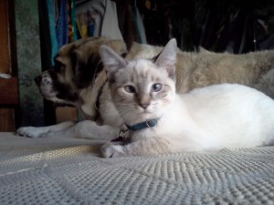 Aqua meets PsychoHerman relaxes with her new housemate (2011 July 2)