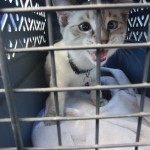 Aqua doesn't like the ride to her new home (2011 July 2)
