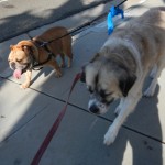 Oliver and Herman walking
