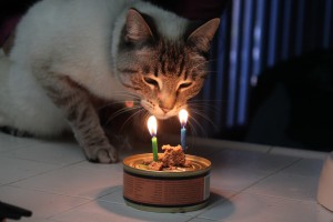 Aqua looking at birthday candles on can of catfoot