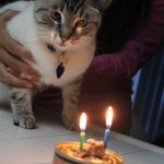 Aqua staring at birthday candles on can of catfoot
