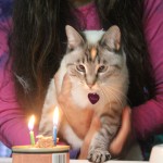 Aqua staring at birthday candles on can of catfoot