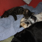 Herman babysitting Lebowski (the cat) and Stuey (the dog)