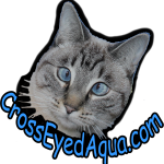 Cross-Eyed Aqua the cat