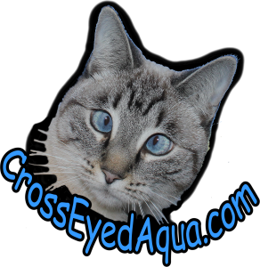 Cross-Eyed Aqua the cat