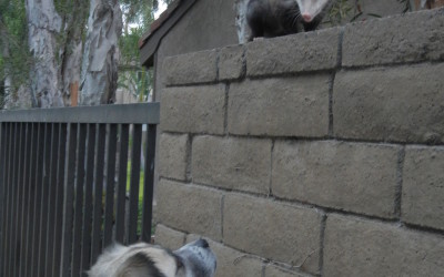 Herman and possum