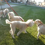 Buttercup, Snowball, Cookie, and Rosie