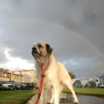And the rainbow ... and Herman
