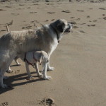 Lucy and Herman at Dog Beach on Herman's 13th birthday