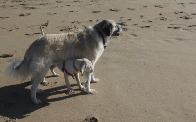 Lucy and Herman at Dog Beach on Herman's 13th birthday