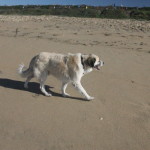 Herman at Dog Beach on Herman's 13th birthday