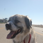 Herman enjoying a walk on Pacific Coast Highway on his 13th birthday