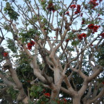 Tree with pretty red flowers, also scary pig face - if you look closely near the center of photo