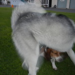 Lila and Lucky, fuzzy, blurry dogs