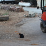 black kitty cat