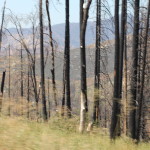 burned trees