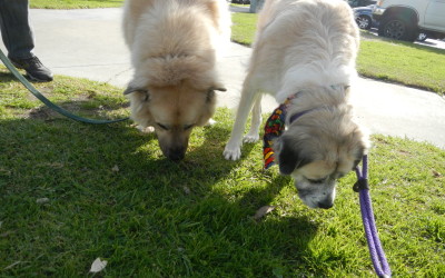 Hershey and Herman sniffing the grass together