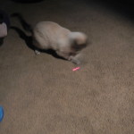 Aqua chasing a laser beam