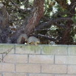 Squirrel on wall