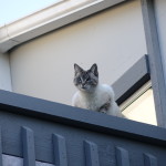 Yup, there she is, Aqua the cat, always watching over us!