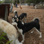 Husky Day at Dog Park