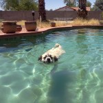 2011 June 14 Herman swimming to cool off in Phoenix Arizona