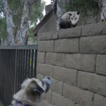 2014 June 14 Herman attempts to make friends with a neighbor possum