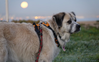 Herman 2 weeks ago with super moon in background