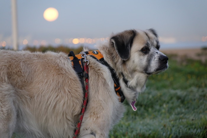 Herman 2 weeks ago with super moon in background