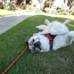Herman always did love a good roll in the grass