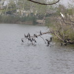 Various birds on a branch over a lake
