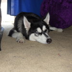 Kay, the young Husky puppy laying down on the floor.