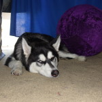 Kay, the young Husky puppy laying down on the floor.