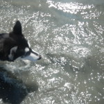 Kay the Husky puppy wading in shallow water at the beach