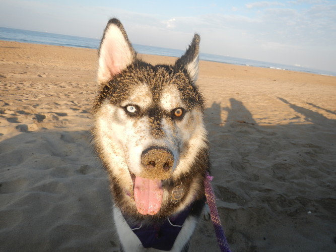 Kay (the Siberian Husky) with face covered with wet beach sand