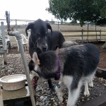 Loki the Great Dane and Kay the Siberian Husky drinking water together