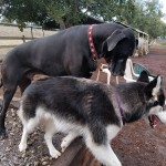 Kay the Siberian Husky with Loki, the Great Dane